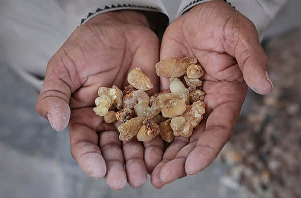 Picture of raw Frankincense resin cupped in a pair of hands, collected from trees planted on Oman as part of our 'Project Frankincense' initiative to bring sustainable tree crops to the region - Neal's Yard Remedies