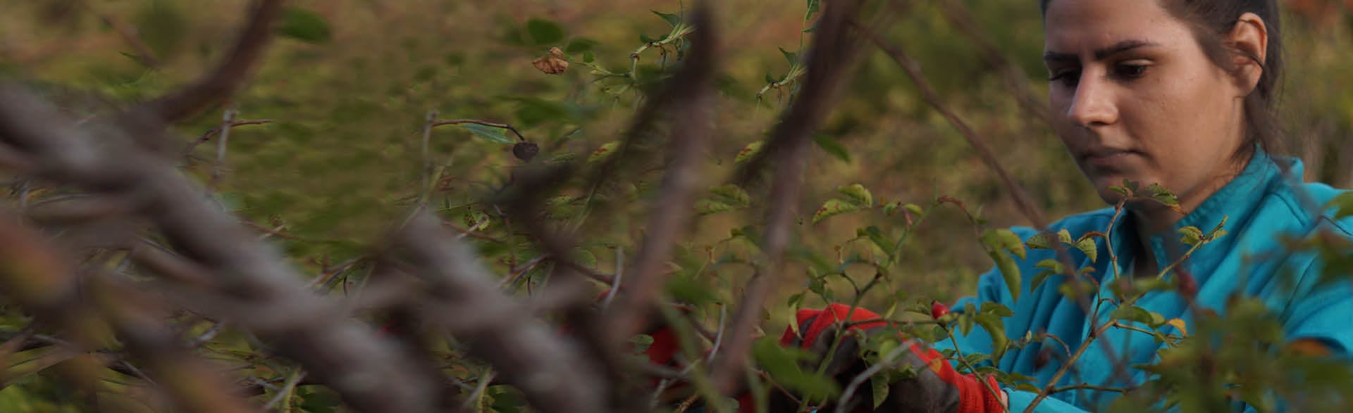 A picture of a woman harvesting rosehips