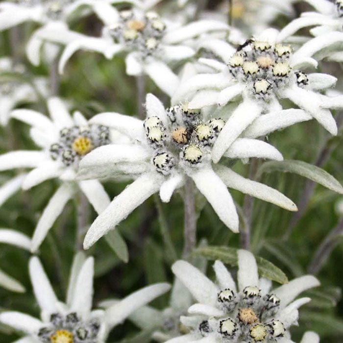 edelweiss-extract-700x700.jpg