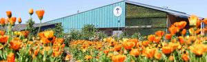 Marigold field by the Neal's Yard Remedies ECO Headquarters