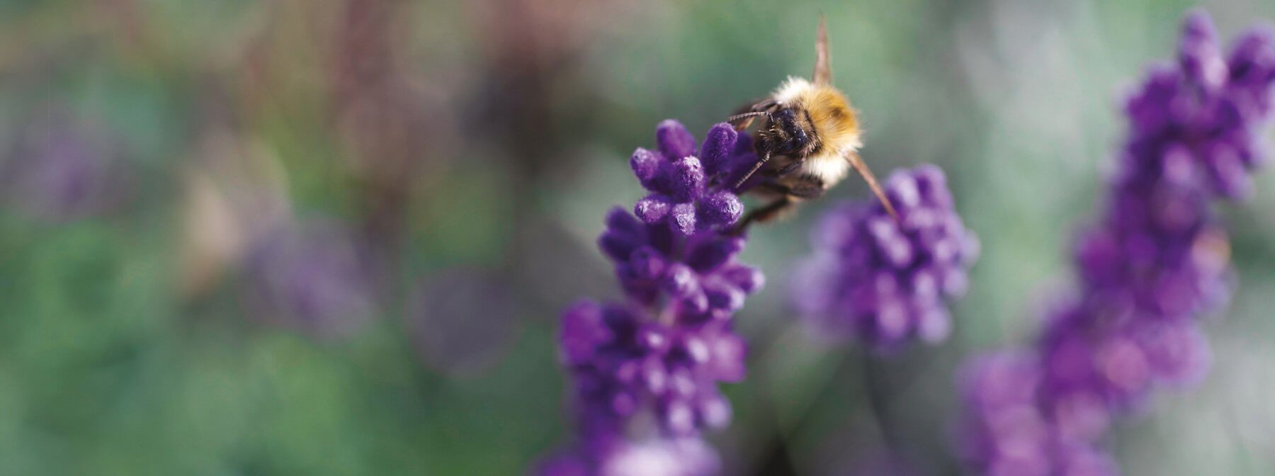 Close up of bee on lavender flower