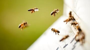 close up of bees flying around a hive