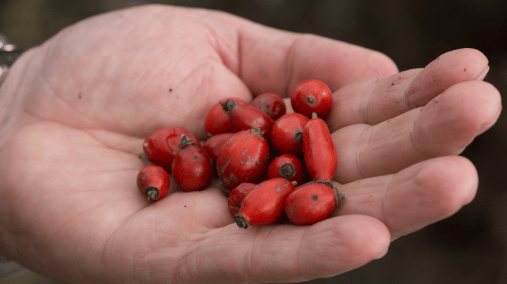 FairWild Week: sustainable wild harvesting