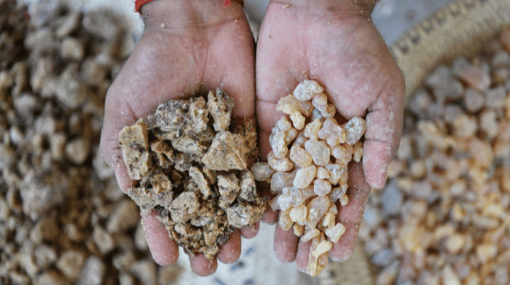 Responsible beauty & wellbeing: how we source our certified organic frankincense