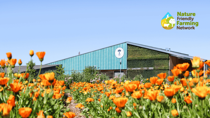 A Bee Collecting Pollen