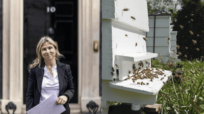 Stand By Bees Campaign Gains Support in Parliament