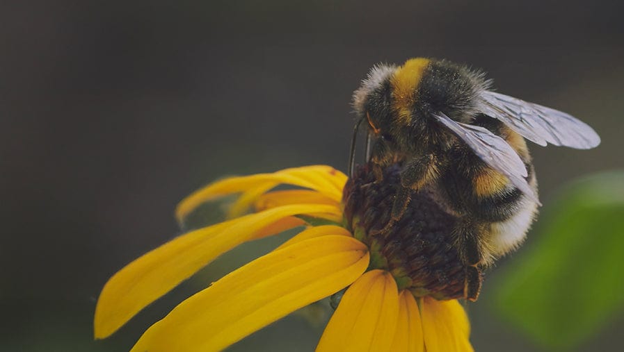 Pollinator Power: A Guide to Bumblebees & Biodiversity