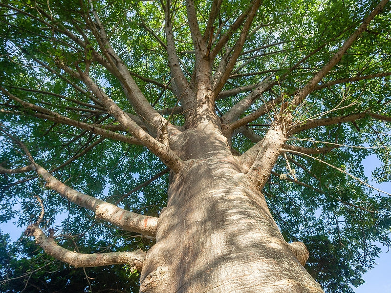 Baobab Tree