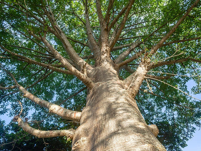 Herbs we love: Baobab