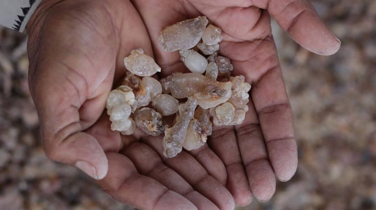 Frankincense resin in a man's hands