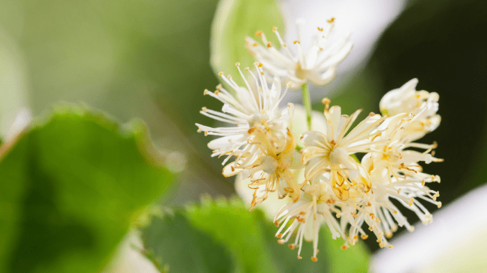 Go Wild for Wild Plants