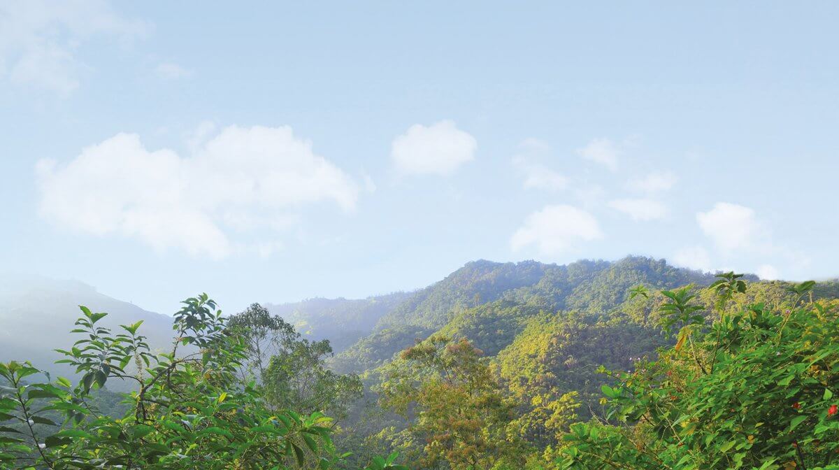 A nature scene including green plants, a mountain backdrop and a blue sky with clouds
