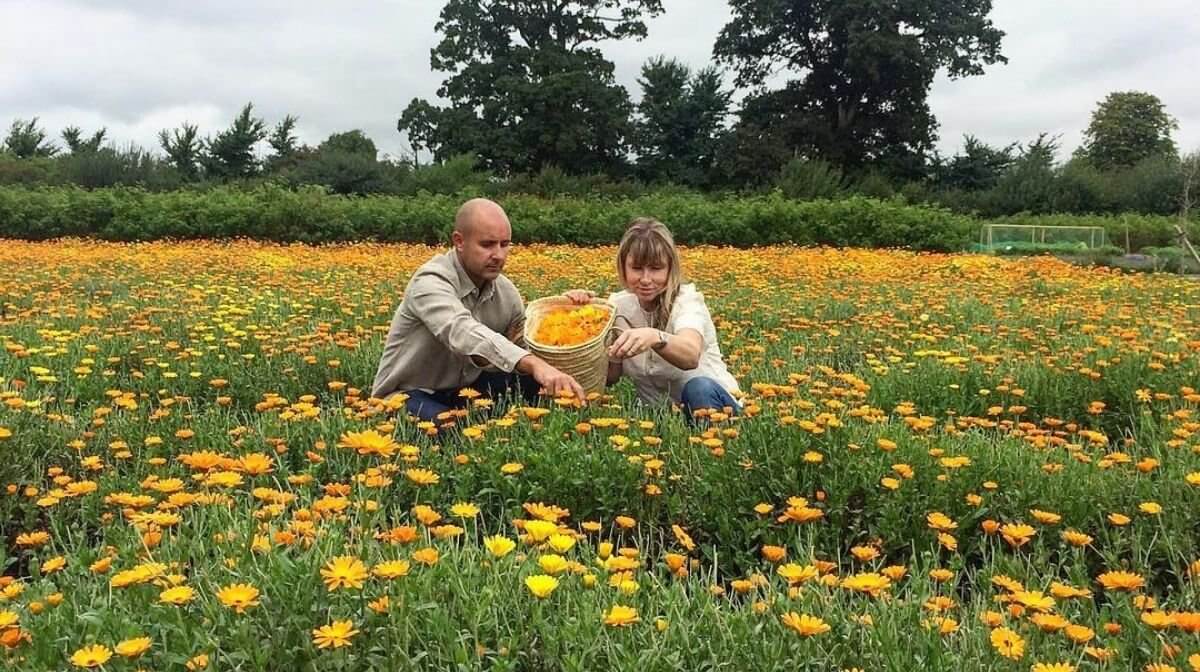 Company owners Anabel and Barnabas Kindersley sit in a field picking marigolds