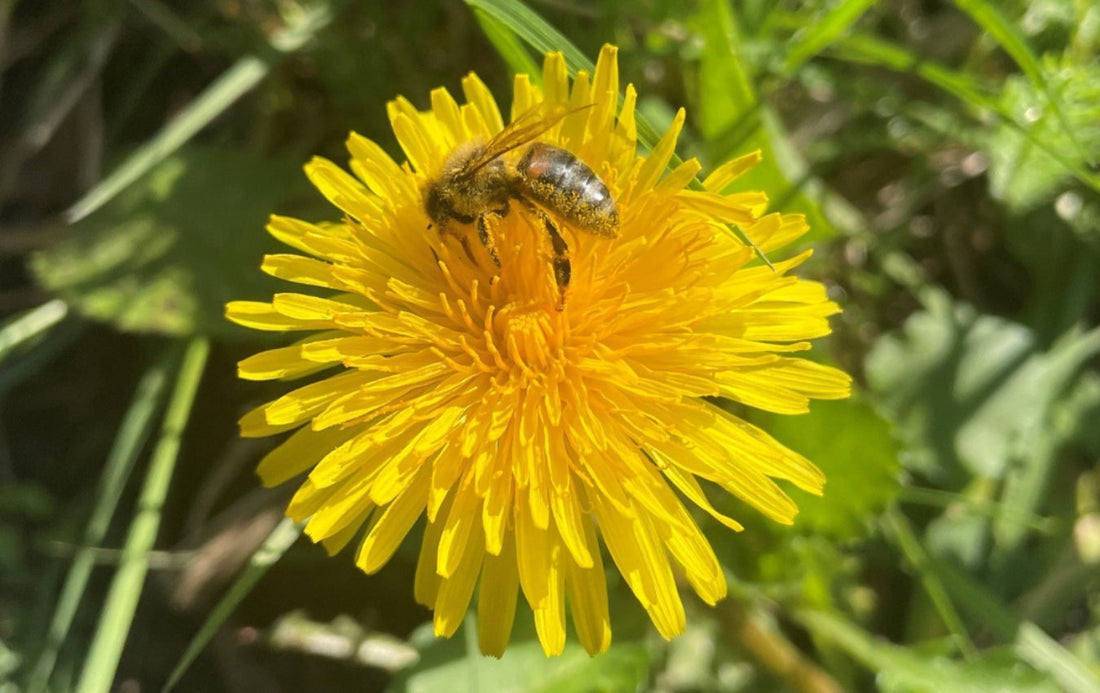 Dandelion Flower with a bee