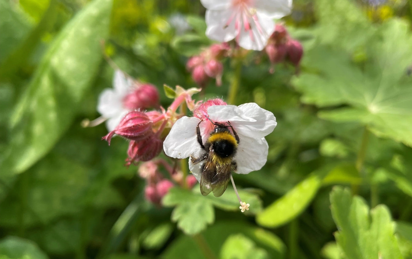 Bee on Flower