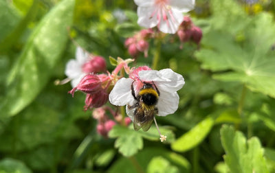 Celebrating World Bee Day