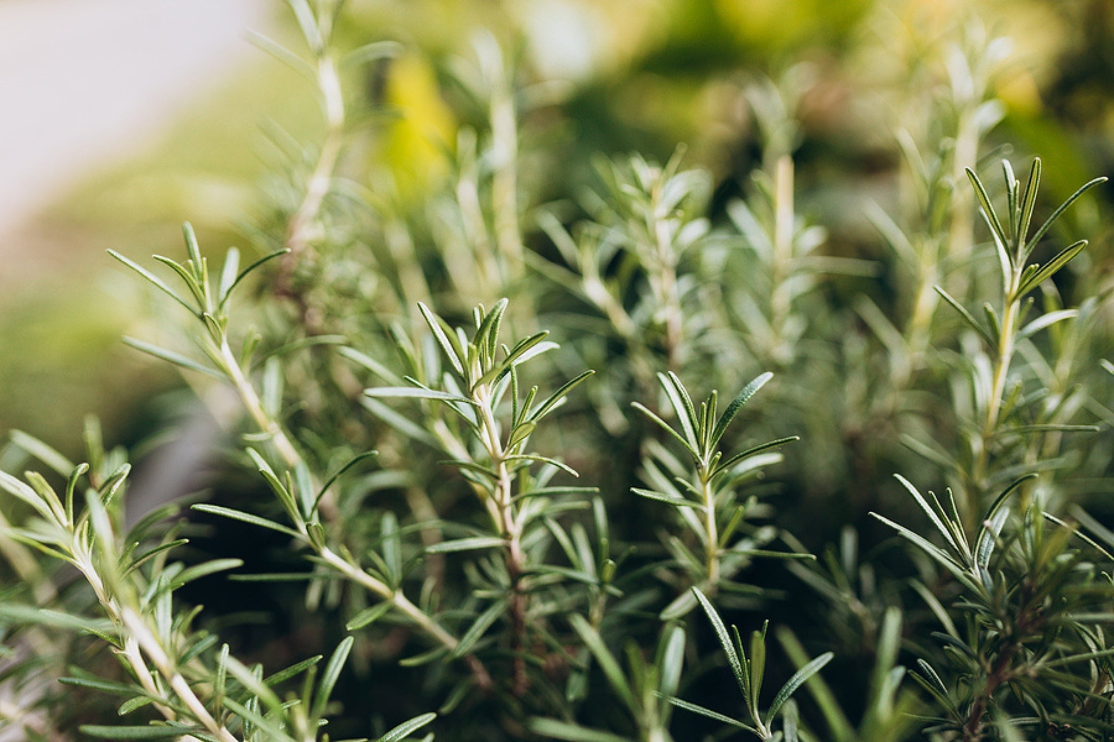 Rosemary bush