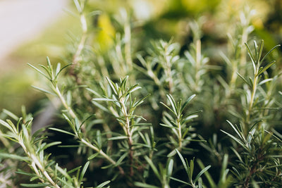 Herbs we love: Rosemary