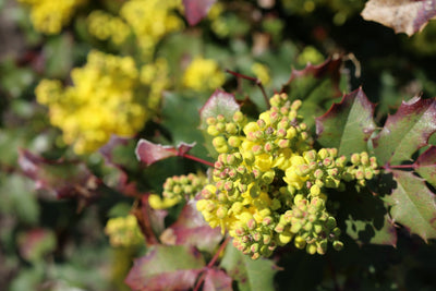 Spotlight on Mahonia