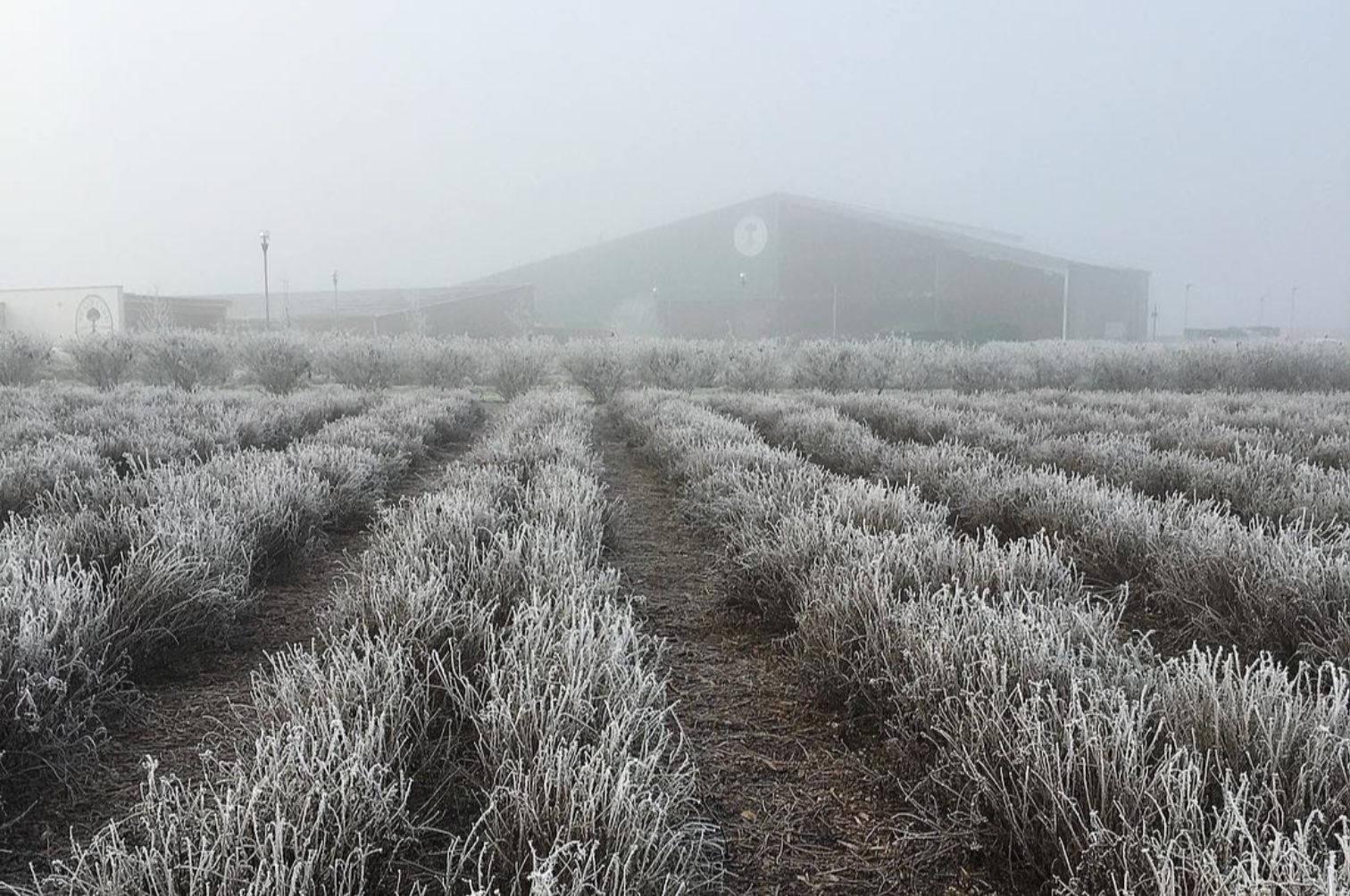 Frosted Field On A Cold Winter's Day