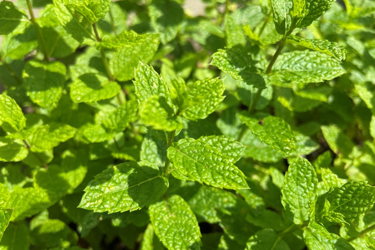 Mint Leaves