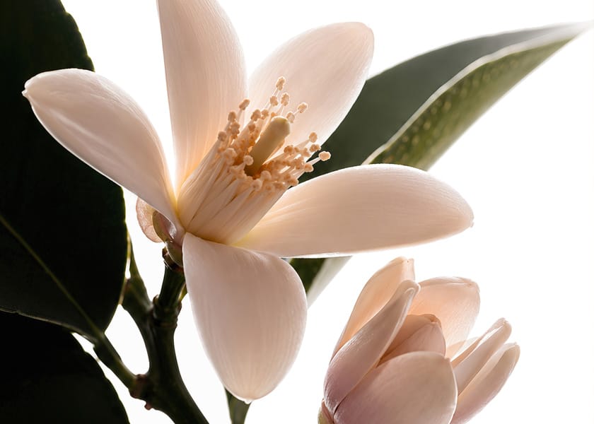 Flower on a white background