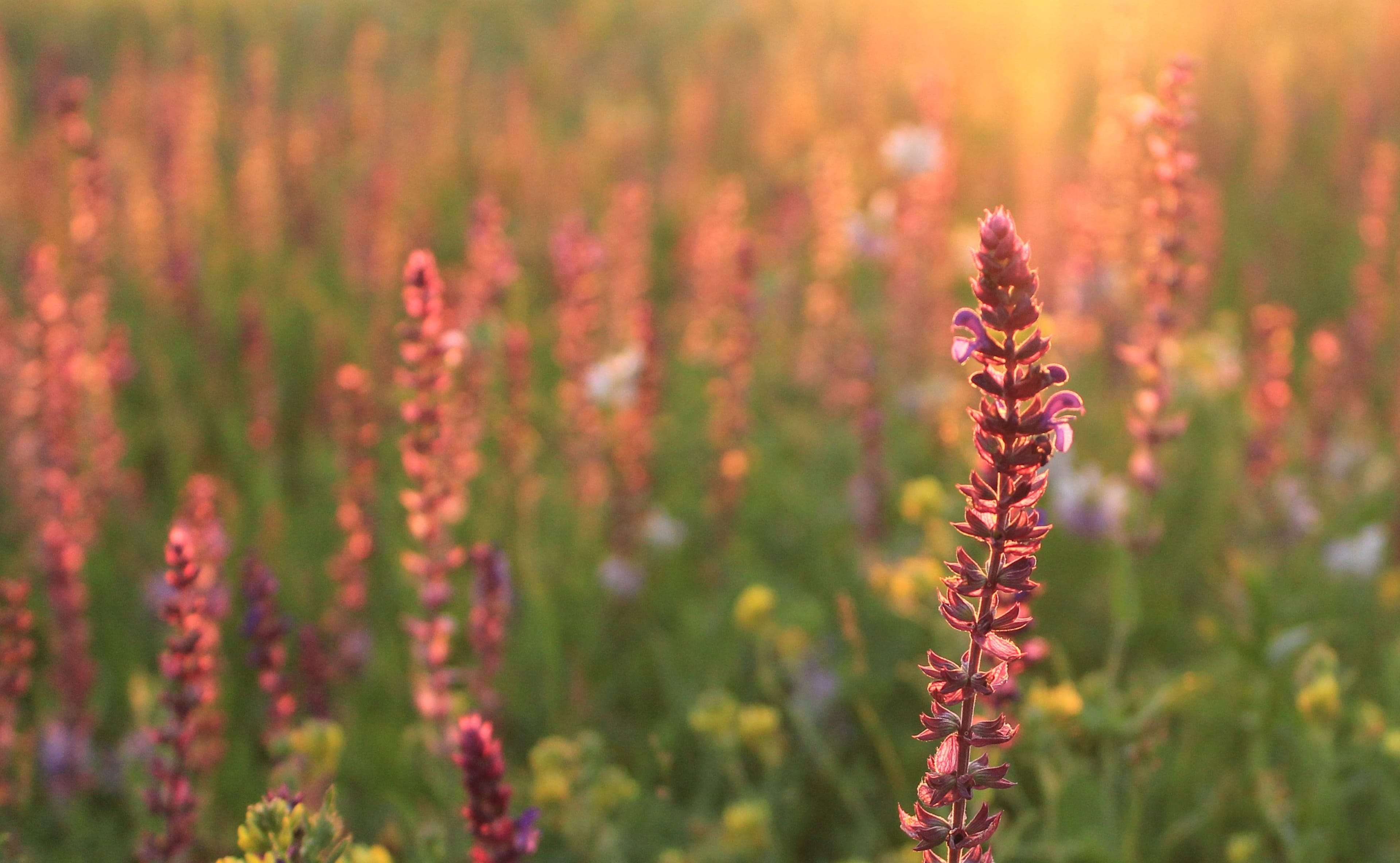 Mood Boosting Natural Perfumes | Neal's Yard Remedies