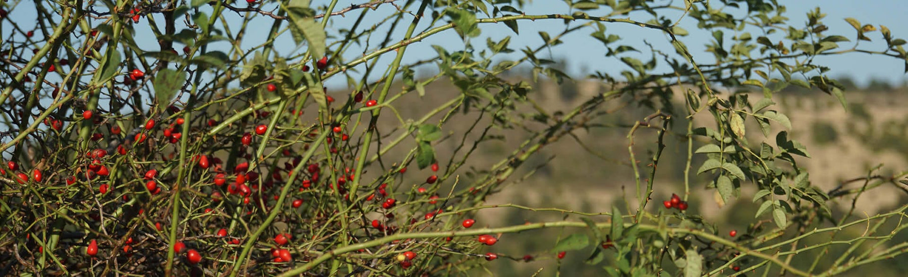 Picture of a close-up of a Rosehip bush - Neal's Yard Remedies