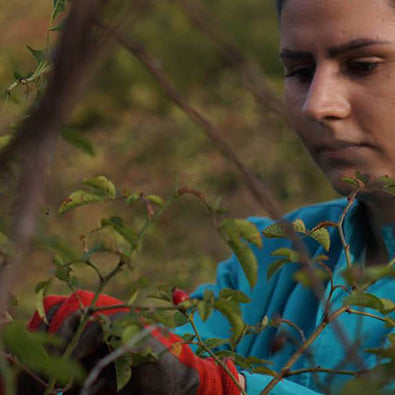 Picture of Dragana picking rose hips for Neal's Yard Remedies Wild Rose Collection