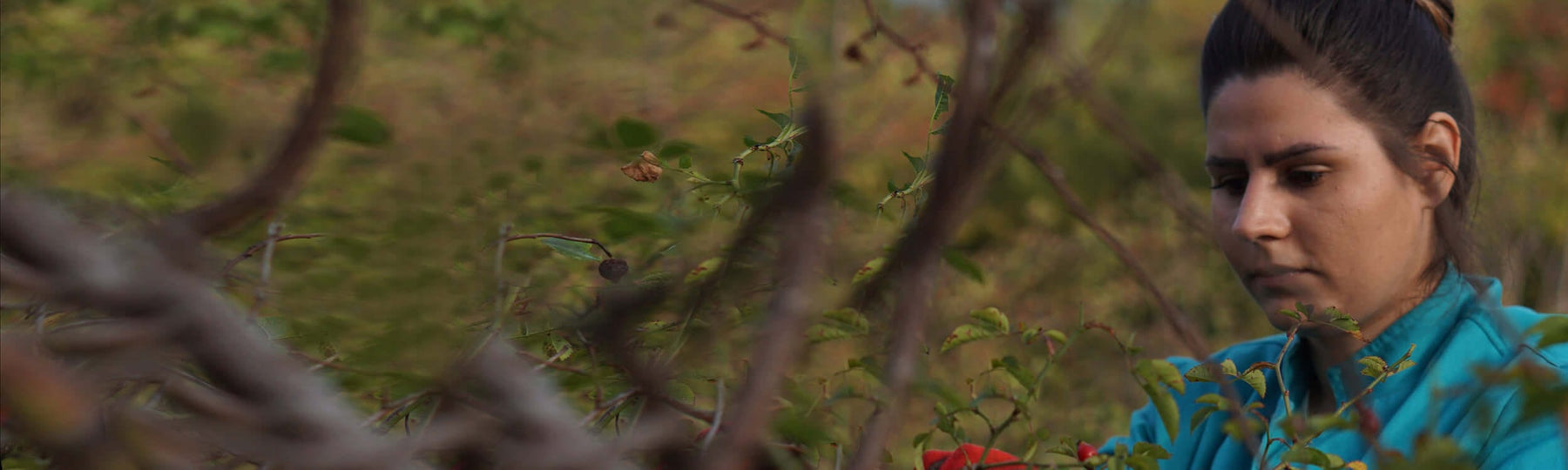 Picture of Dragana picking rose hips for Neal's Yard Remedies Wild Rose Collection