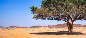Desert landscape with a single tree under a clear blue sky