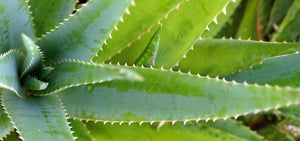 aloe-vera-1920x900_2d0447fb-3062-42fd-8205-a575b33f0c91.jpg