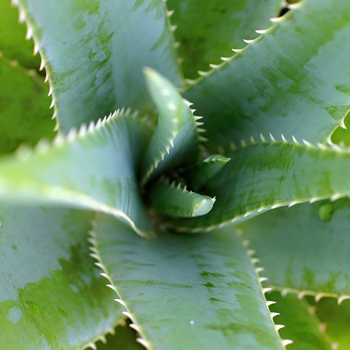 aloe-vera-700x700_4c8ad081-8108-41aa-a52f-3c18c3d8e274.jpg