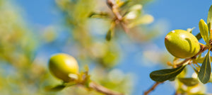 argan-oil-2238x1000_12da582d-0394-4de8-9eaa-8a18cdb25860.jpg