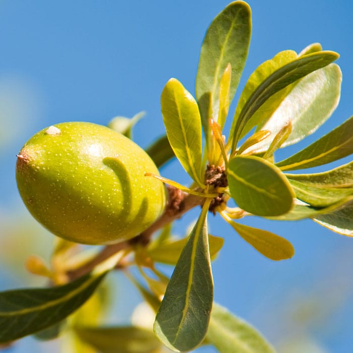 argan-oil-700x700_d573f73f-db4e-4f2d-afb4-d7d25f7cecc4.jpg