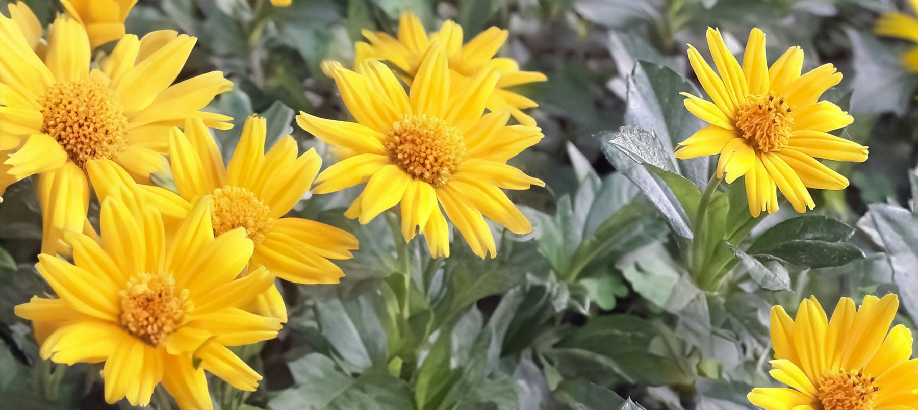 arnica-2238x1000.jpg