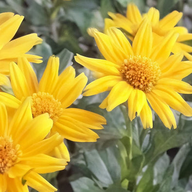 arnica-700x700.jpg