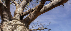 baobab-seed-oil-2238x1000.jpg