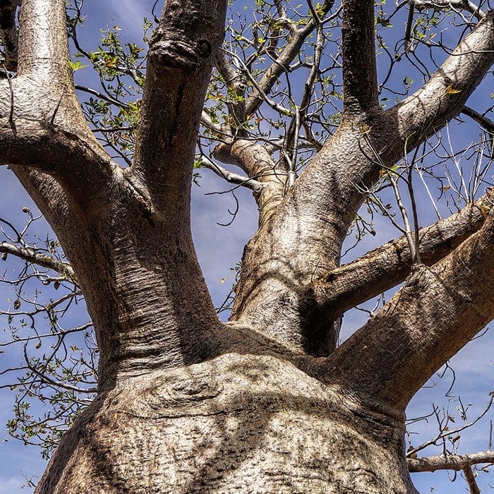 baobab-seed-oil-700x700_190579a9-1433-4d21-a23e-b35b6674136b.jpg