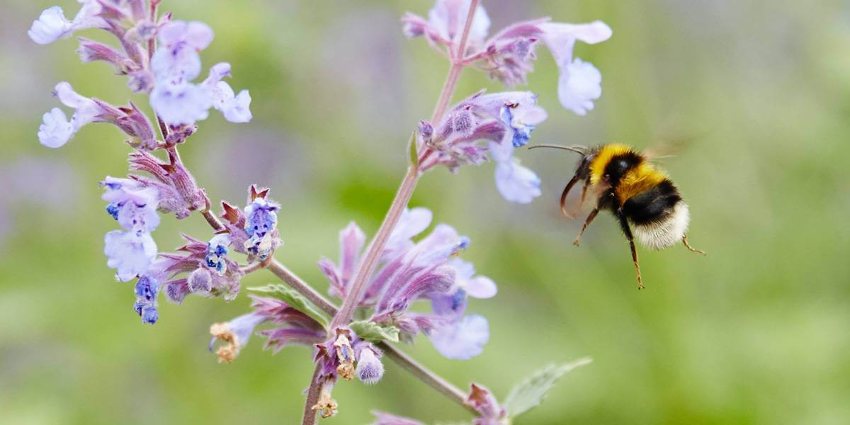 Picture of a bee landing on flower 