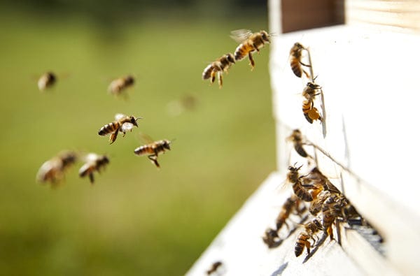 Honey bees returning to their hive after a busy day - Neal's Yard Remedies