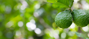 bergamot-essential-oil-2238x1000_84b7d33e-f582-4fb7-8481-bf483adb9c9a.jpg