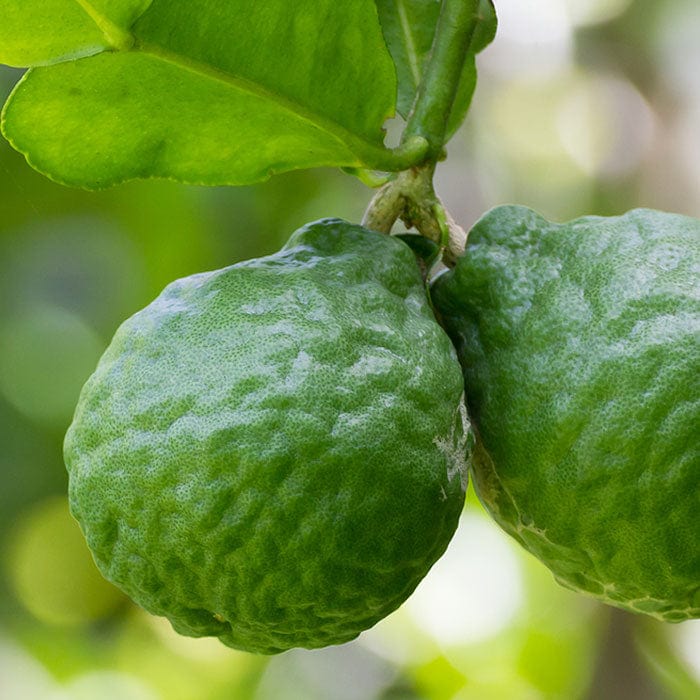 bergamot-essential-oil-700x700_bcdddc66-234e-4341-9414-03bd38831efd.jpg