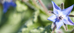 borage-2238x1000_6063cd7c-bce6-4118-8aef-b69a33853790.jpg
