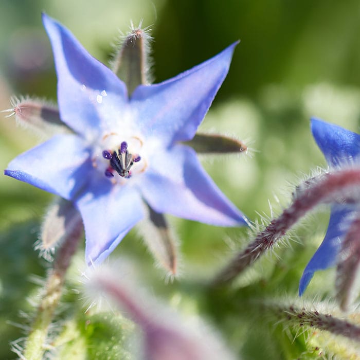 borage-700x700_b7da5a63-c6ac-4e55-bb30-c6860108e5f3.jpg