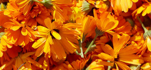 calendula-1920x900_2e59dac6-1fcc-4bb9-9d15-f0b0f4996f55.jpg