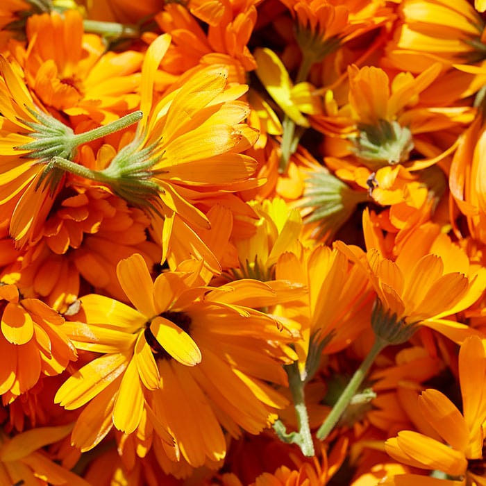 calendula-700x700_b8cf6787-6e7b-4574-97d7-01f40817e3cb.jpg