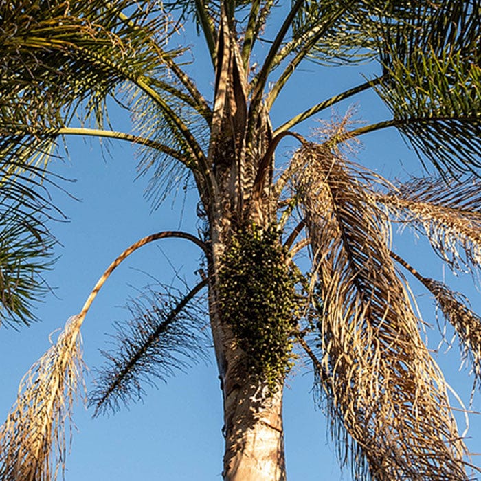 Frankincense Intense™ Age-Defying Cream 50g