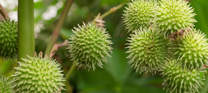 castor-oil-2238x1000.jpg