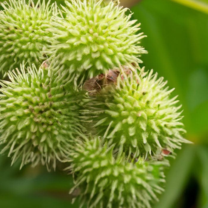 castor-oil-700x700.jpg